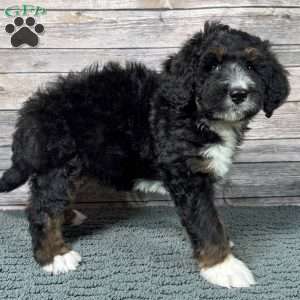 Blaze, Bernedoodle Puppy